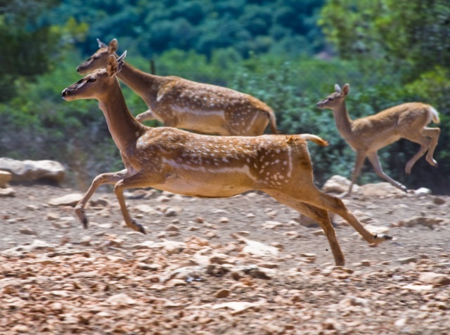 רשות הטבע והגנים מנוי מטמון